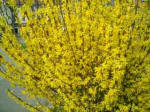 Masses of yellow bell flowers on the Forsythia